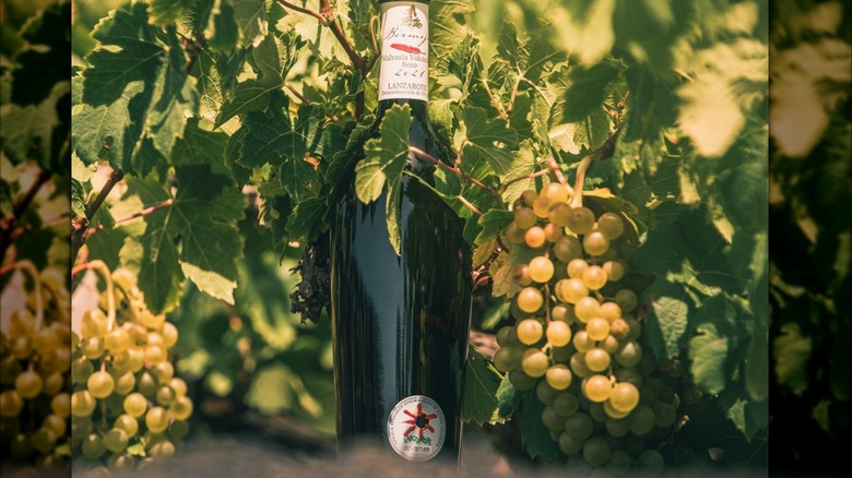 a bottle of Bodega Los Bermejos Malvasia white wine nestled among malvasia vines in sunlight