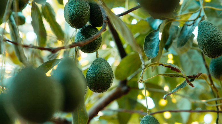 A close up of several avocados growing on a tree