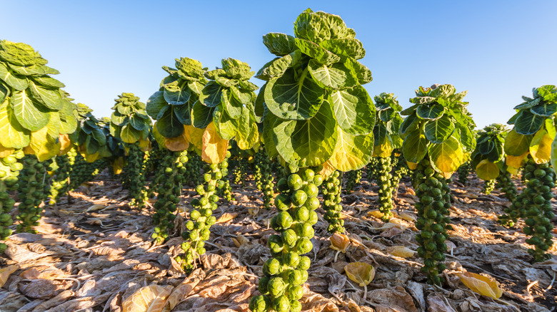 A Brussel sprout farm showing impressive growth among trampled leaves