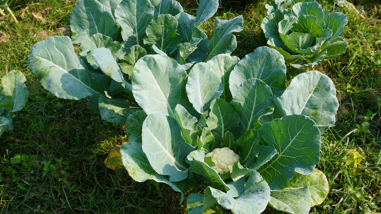 A young cauliflower growing surrounded by the huge leaves it requires
