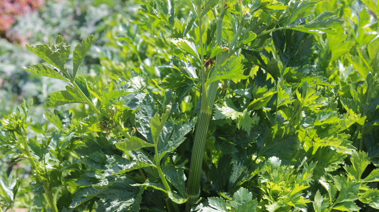 A healthy celery stalk growing in the sunshine