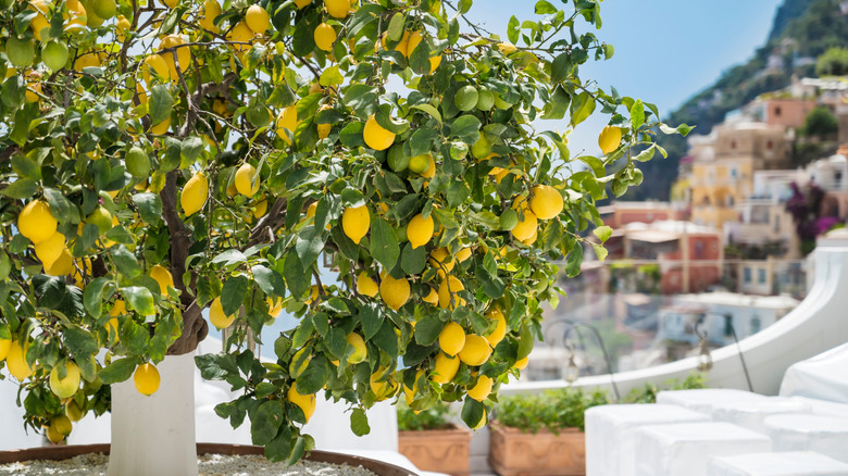 A small lemon tree growing on a table in front of a scenic coastal view