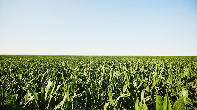 A field of corn as far as the eye can see, demonstrating the space needed for a good harvest