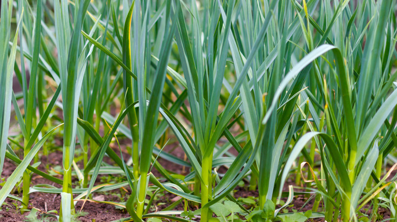 The shoots of a garlic plant growing above ground in a garden bed