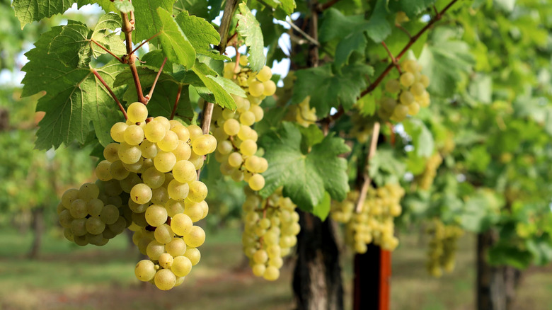 White grapes growing on the vine in a large vineyard