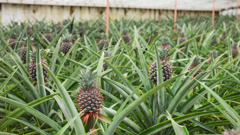 Multiple pineapples being grown undercover in a controlled enviroment