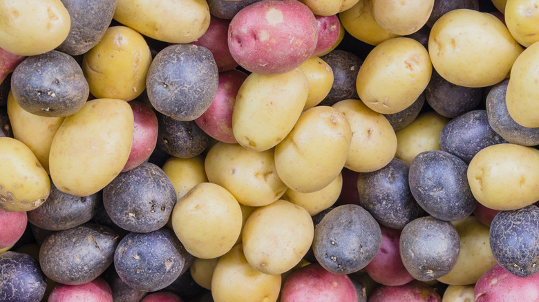 Tri color potatoes close up
