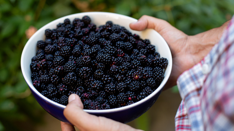Blackberries in a bowl