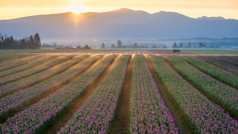 Skagit Valley tulip fields at sunrise with Cascade Mountains behind them