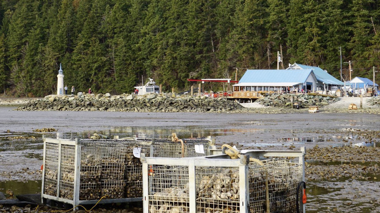 Samish Bay Oysters in Bow with pines behind the building