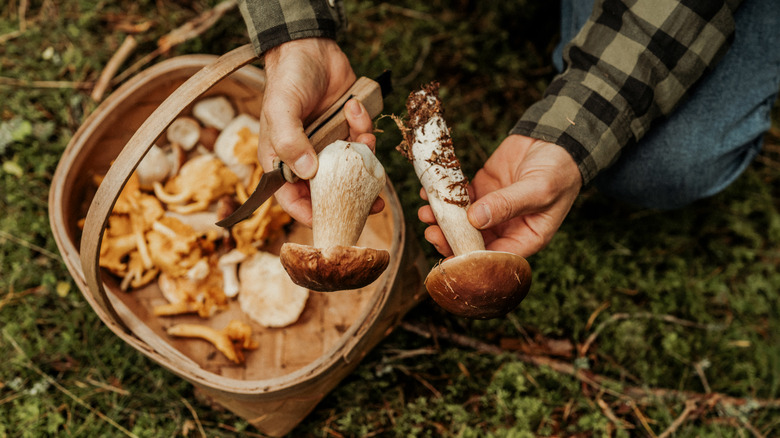 close of person kneeling on the ground with basket full of wild mushrooms