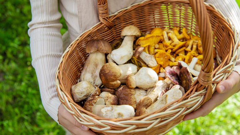 arms holding wild mushrooms in a basket