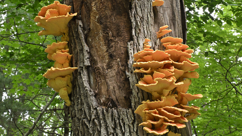 chicken of the woods fungus growing on a tree