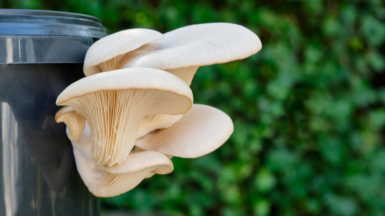 Oyster mushrooms growing out of a black plastic container