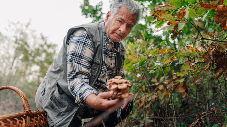 man foraging for mushrooms in a forest during autumn, holding a cluster of freshly picked fungi