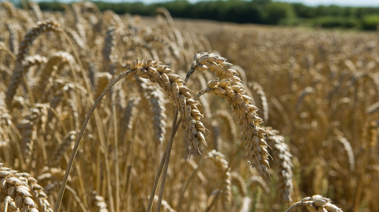Field of wheat