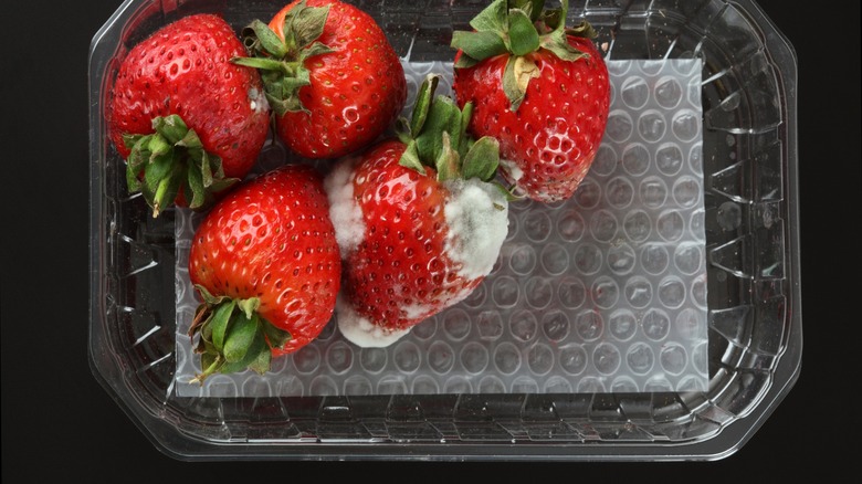 Close-up of moldy strawberries in plastic container