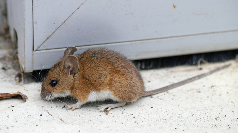 Mouse inside near a refrigerator