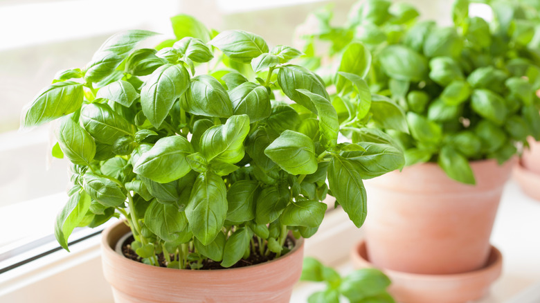 Two healthy basil plants in terracotta pots on a windowsill
