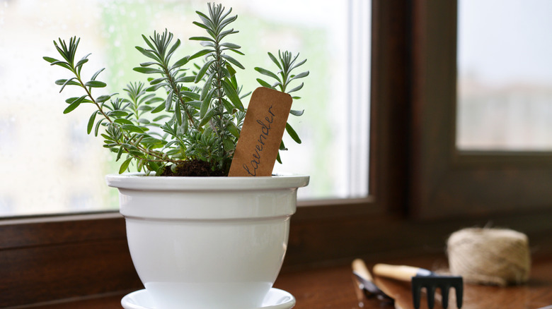 A small lavender plant placed in a kitchen window