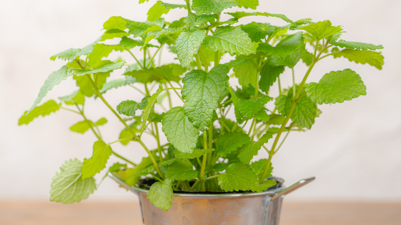 Lemon balm growing in a small tin pot indoors