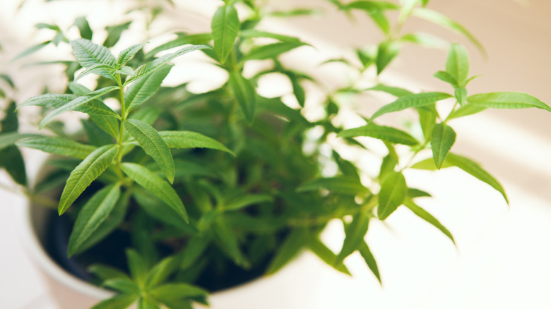 A tall, healthy lemon verbena plant growing indoors