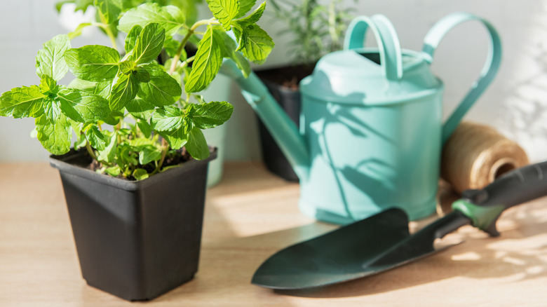 A mint plant in a pot next to a gardening tool and watering can
