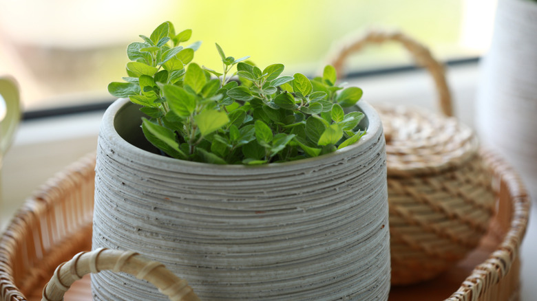 Oregano growing in a pot on a sunny windowsill
