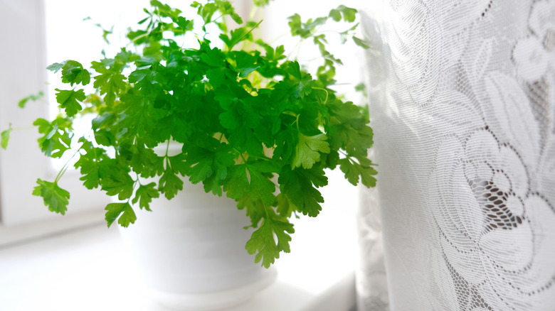 A white pot of parsley in a bright kitchen window