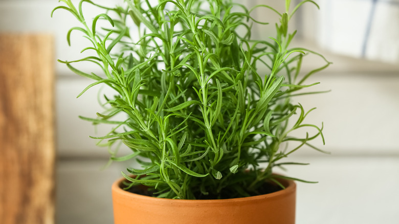 A rosemary plant in a pot on a kitchen counter