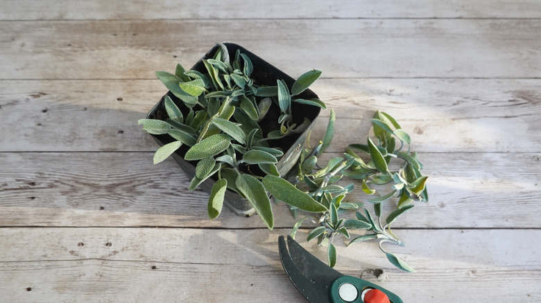 Sage cuttings taken from a plant using garden shears