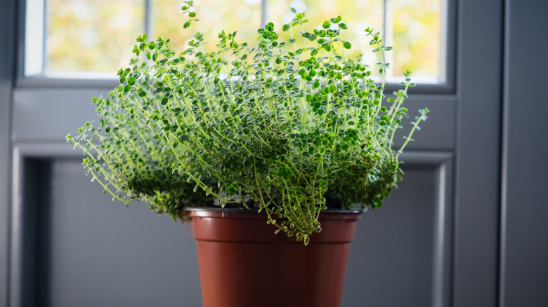 Thyme growing in a pot indoors