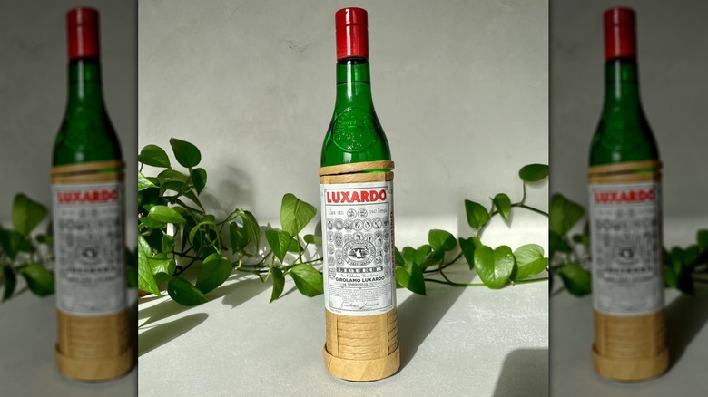 Bottle of Luxardo Maraschino against white background and trailing vines.