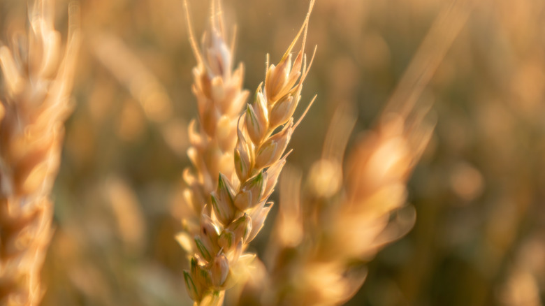Close up of wheat growing outdoors