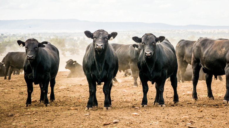 Black cattle outside in a dirt yard