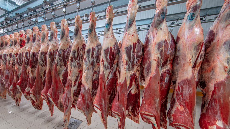 Hanging cattle carcasses ready for processing.