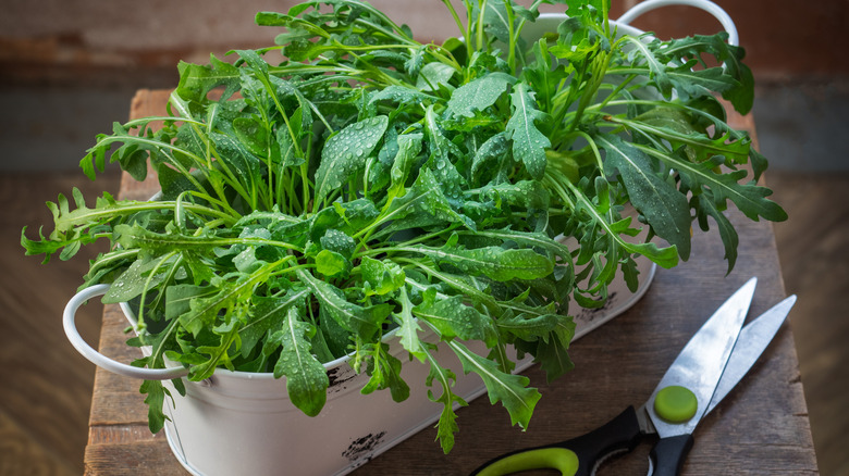 arugula growing in metal pot with scissors