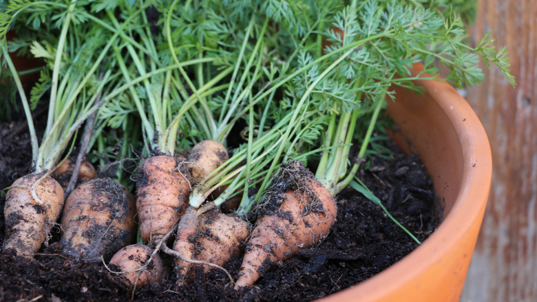 baby carrots in a pot