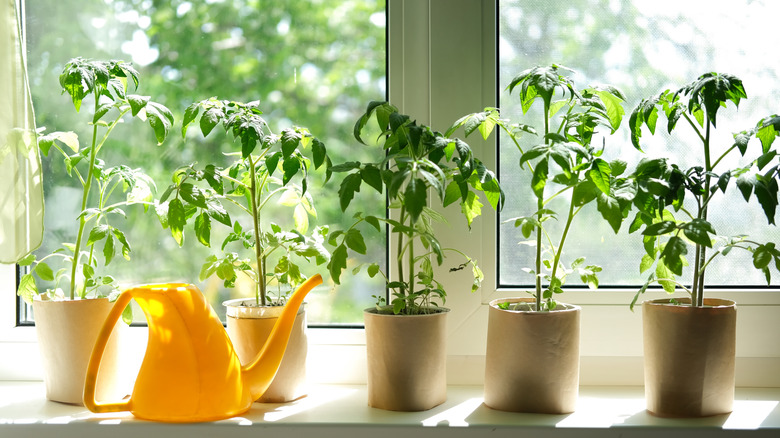 tomato seedlings on windowsill with watering can