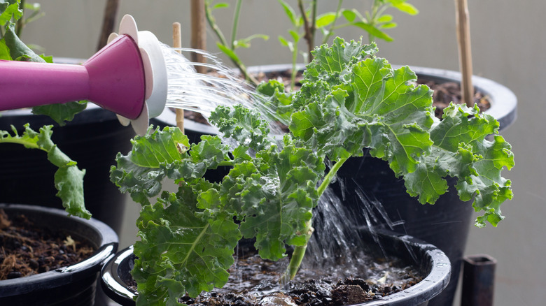 watering kale plant in pot