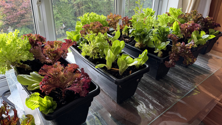lettuces growing in pots on windowsill indoors