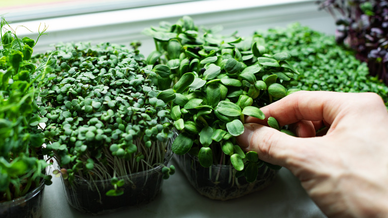 picking microgreens from pot on windowsill