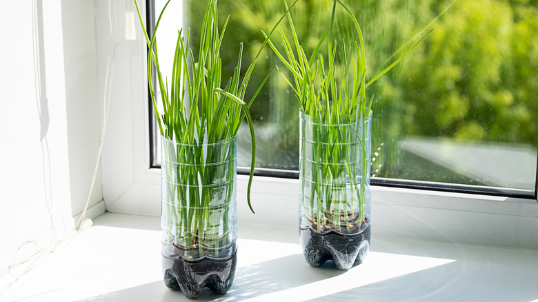 scallions green onions growing inside in bottles