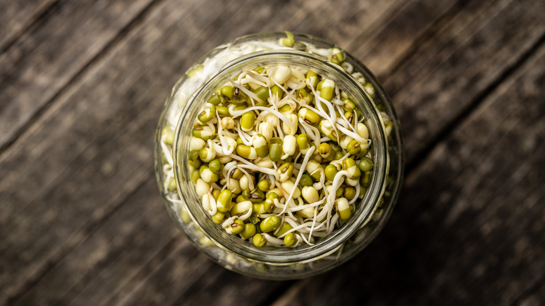 overhead view of mung bean sprouts in jar