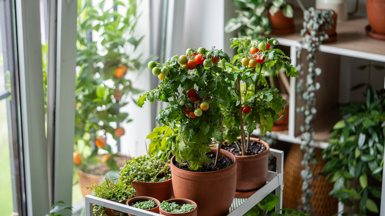 miniature tomatoes in pots indoors
