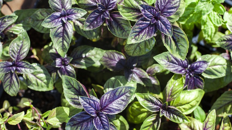 a close up of purple opal basil