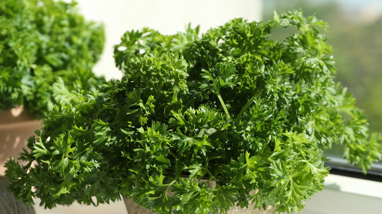 curly parsley plants on a windowsill