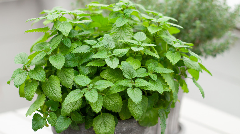 a lemon balm plant in a pot