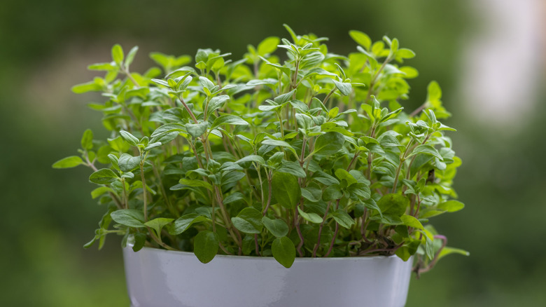 a potted marjoram plant