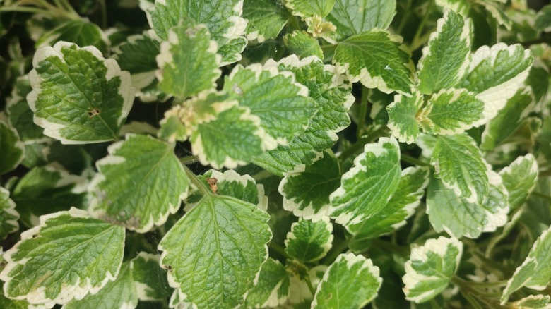 a close up of variegated pineapple mint